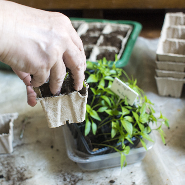 Growing Seeds Indoors Garden Blog Weston Nurseries