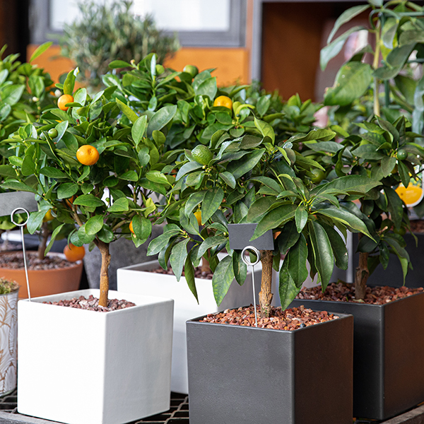 Growing Dwarf Citrus Plants in the Northeast Blog Weston Nurseries