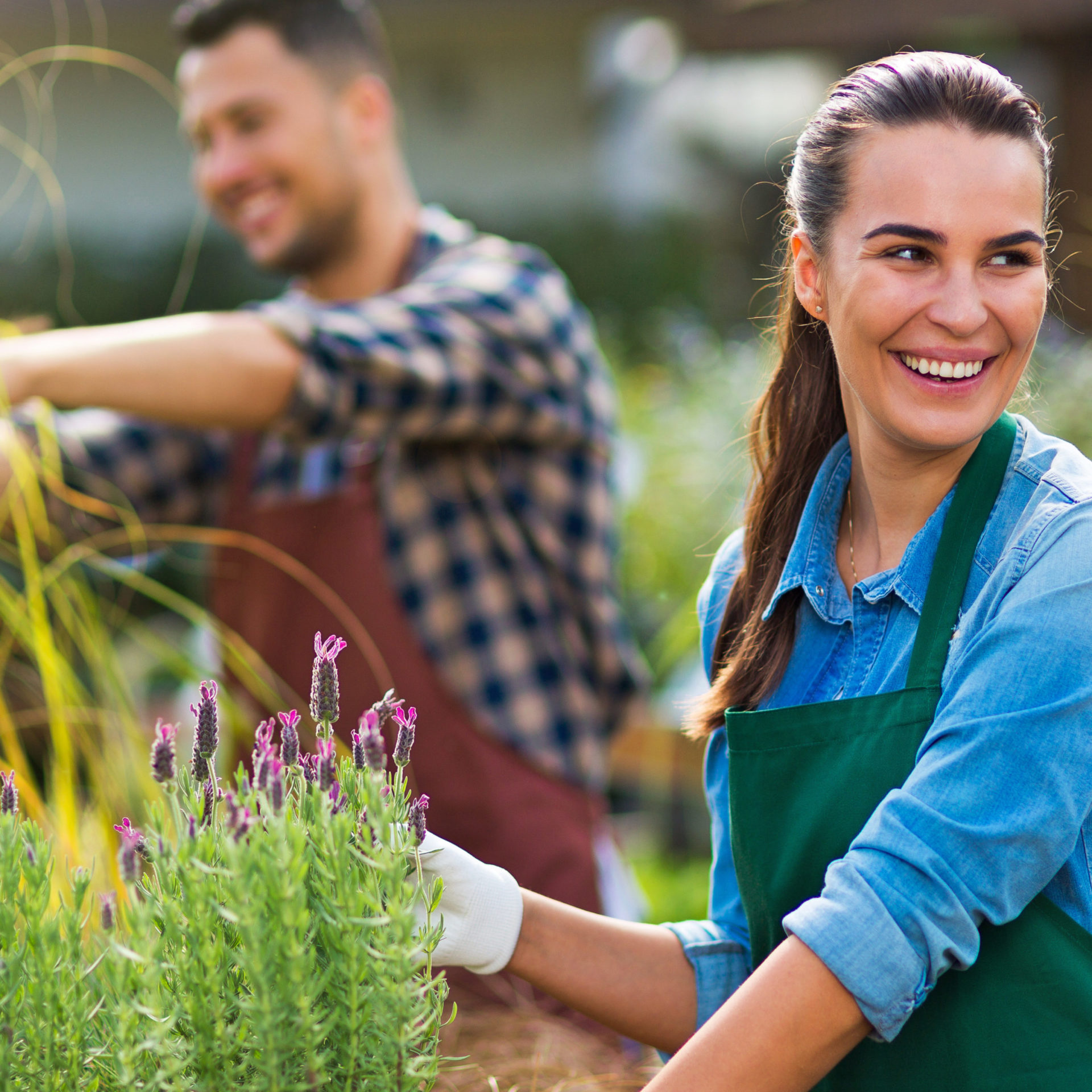 Weston Nurseries Premium Plant, Garden and Landscape Supply