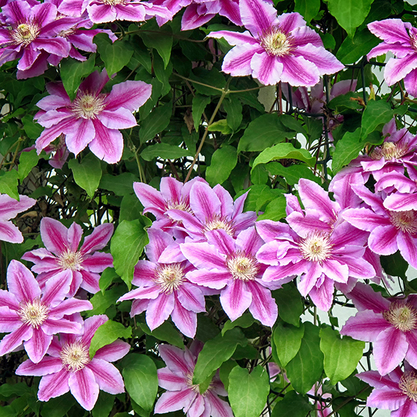 Tips for Growing Clematis Blog Weston Nurseries