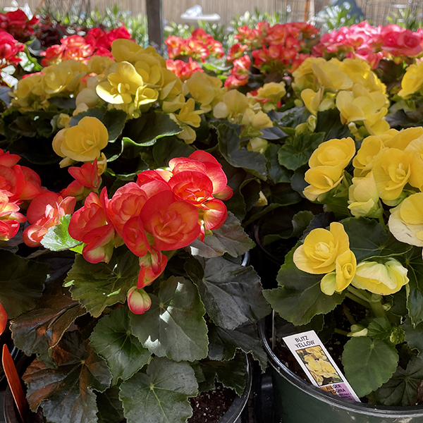 Our 12 Most Popular Annuals Garden Blog Weston Nurseries