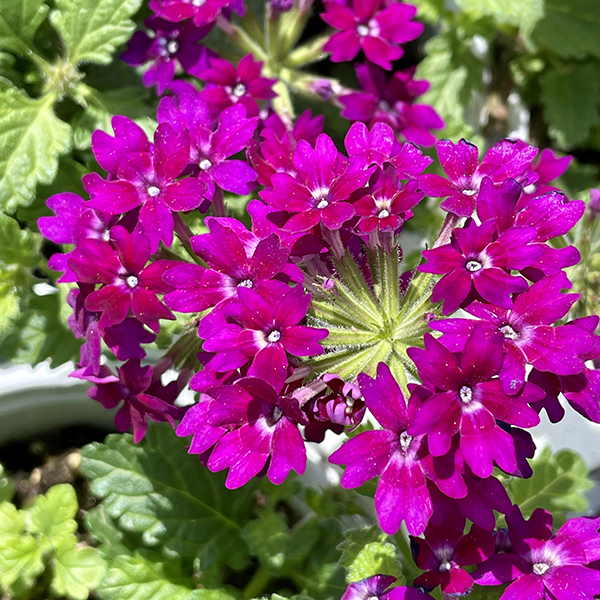 Our 12 Most Popular Annuals Garden Blog Weston Nurseries