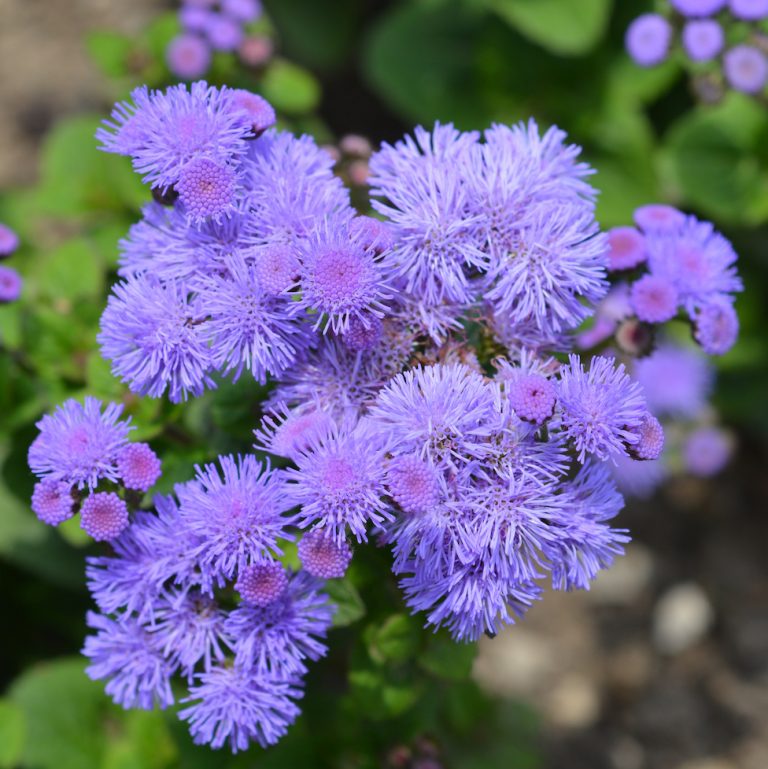 Top Drought Resistant Annuals Weston Nurseries