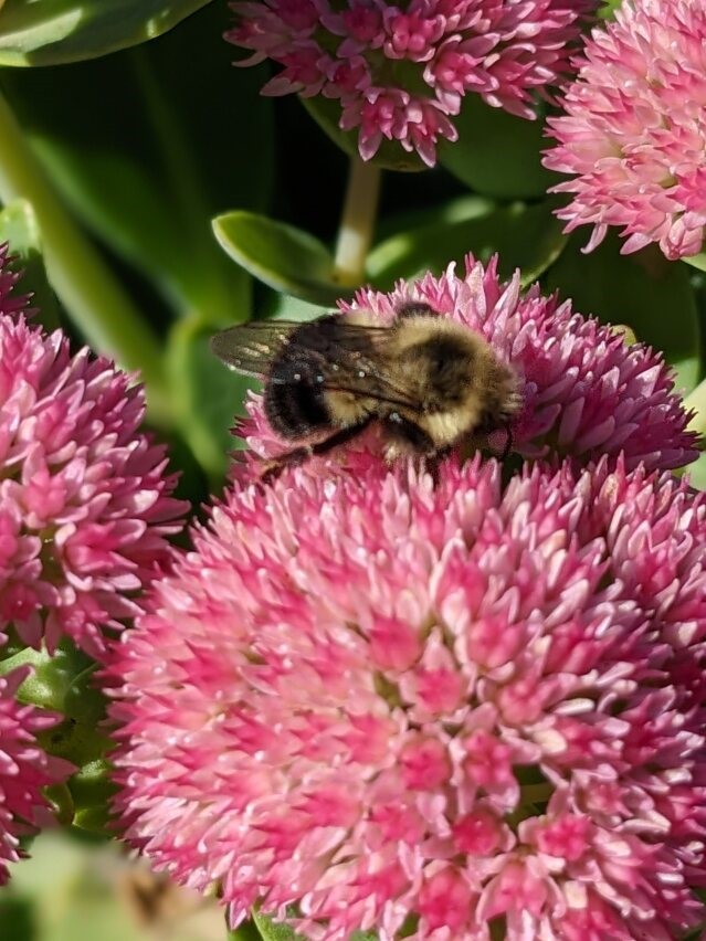 Fall Plants for Bees Weston Nurseries