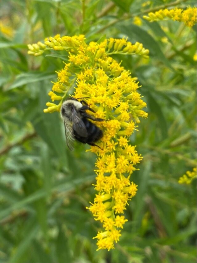 Fall Plants for Bees Weston Nurseries