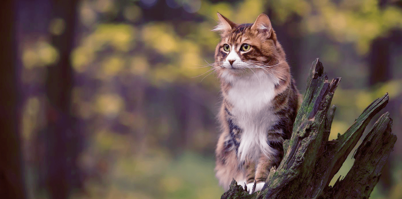 Veterinarian in Augusta, GA Westside Animal Hospital Veterinarian