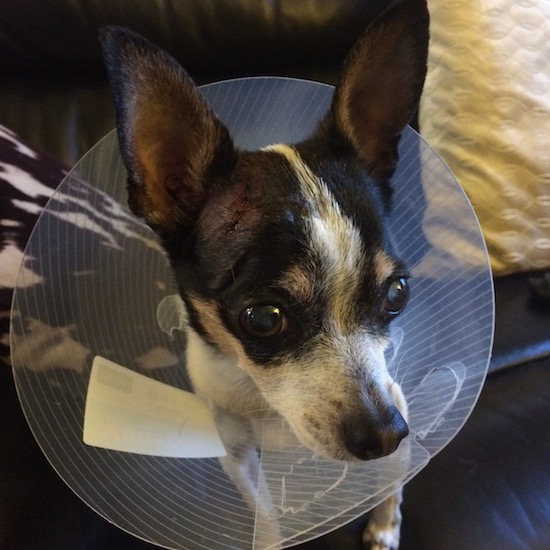 Cain on the west side »Police attack Chihua