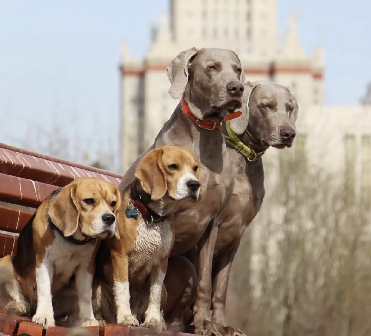 Andover Dog Training with We Train Any Dog