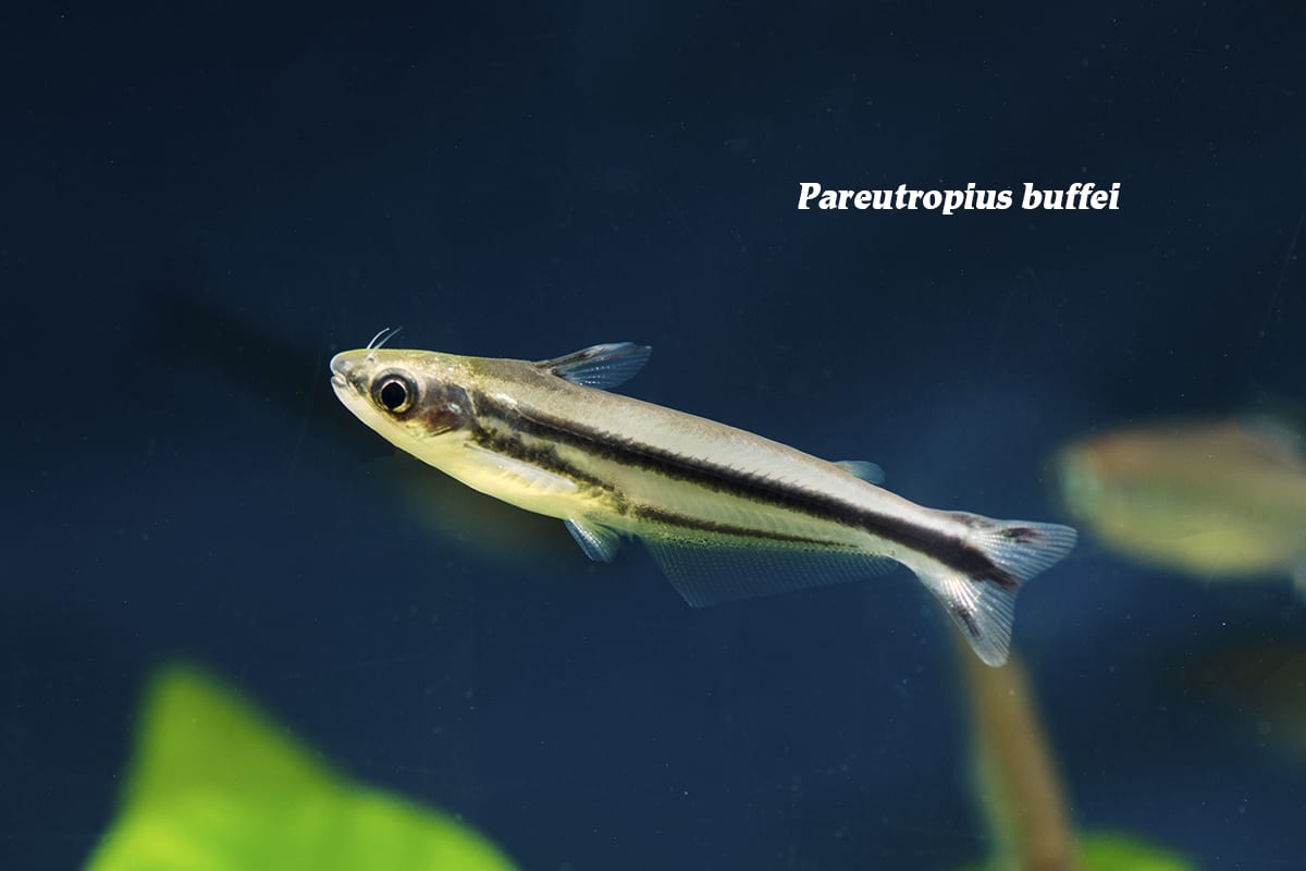 The Invisible Fish Aquarium Blog The Wet Spot Tropical Fish The