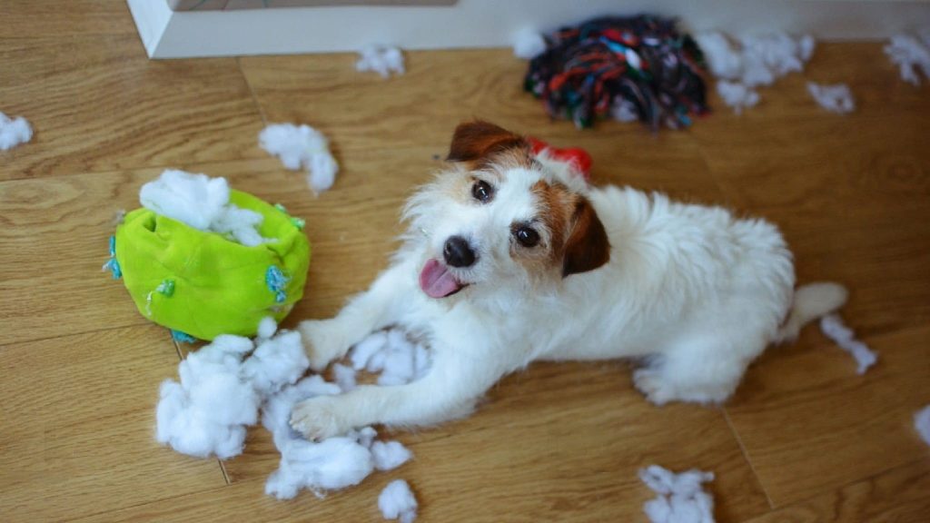 Why Does My Dog Destroy His Toys? Let's find out WeWantDogs