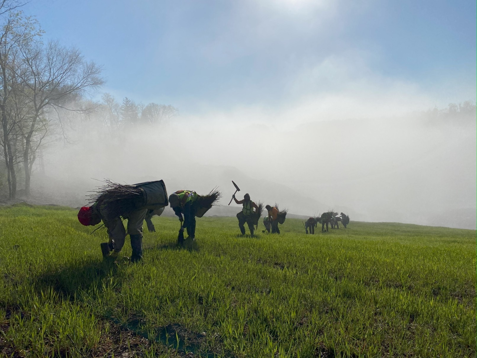 Carbon Sequestration Services by WFATrees Climate Change