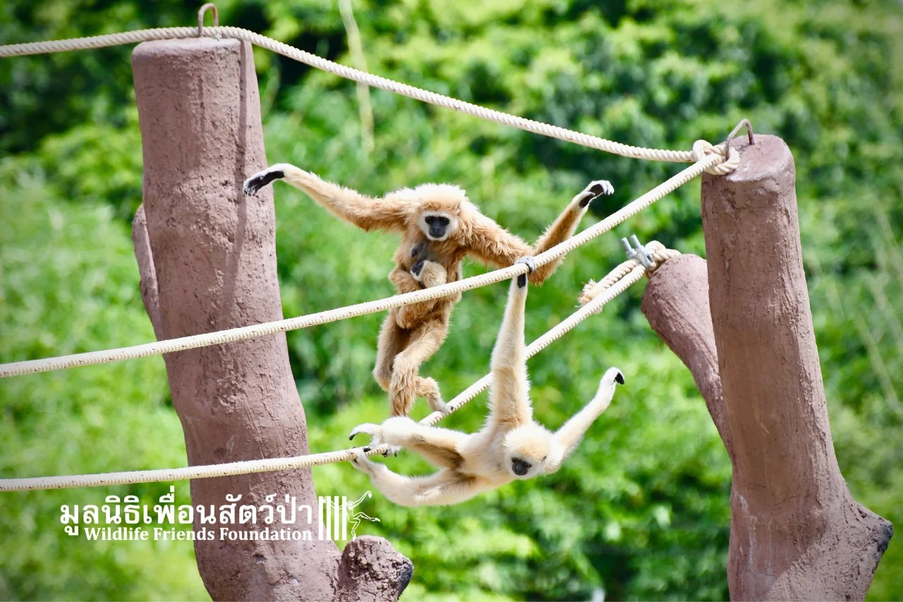 Whitehanded gibbon family move to new island home WFFT