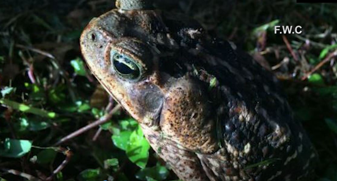 What Happens If Dog Licks Cane Toad