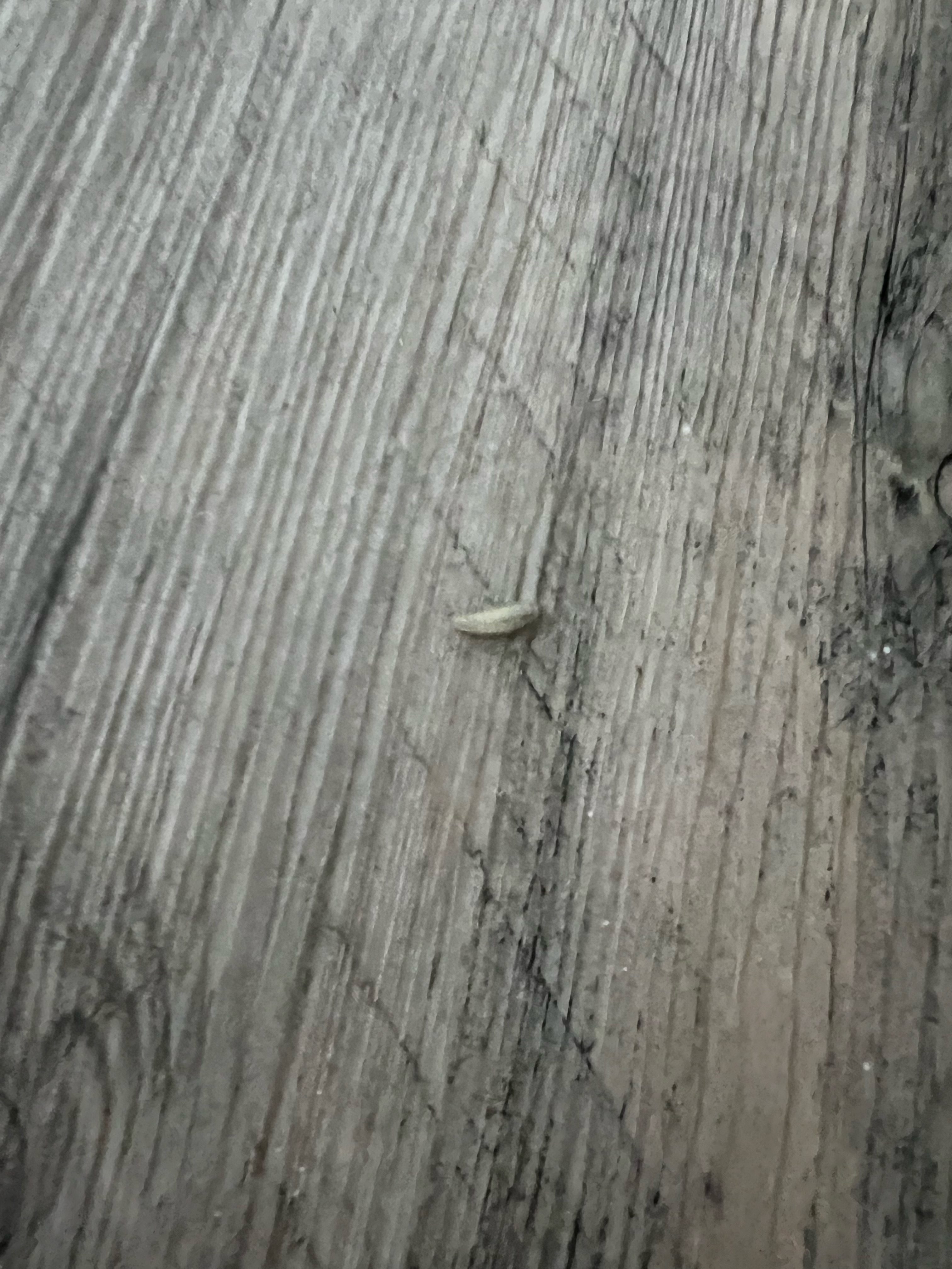 How to get rid of Christmas tree bugs