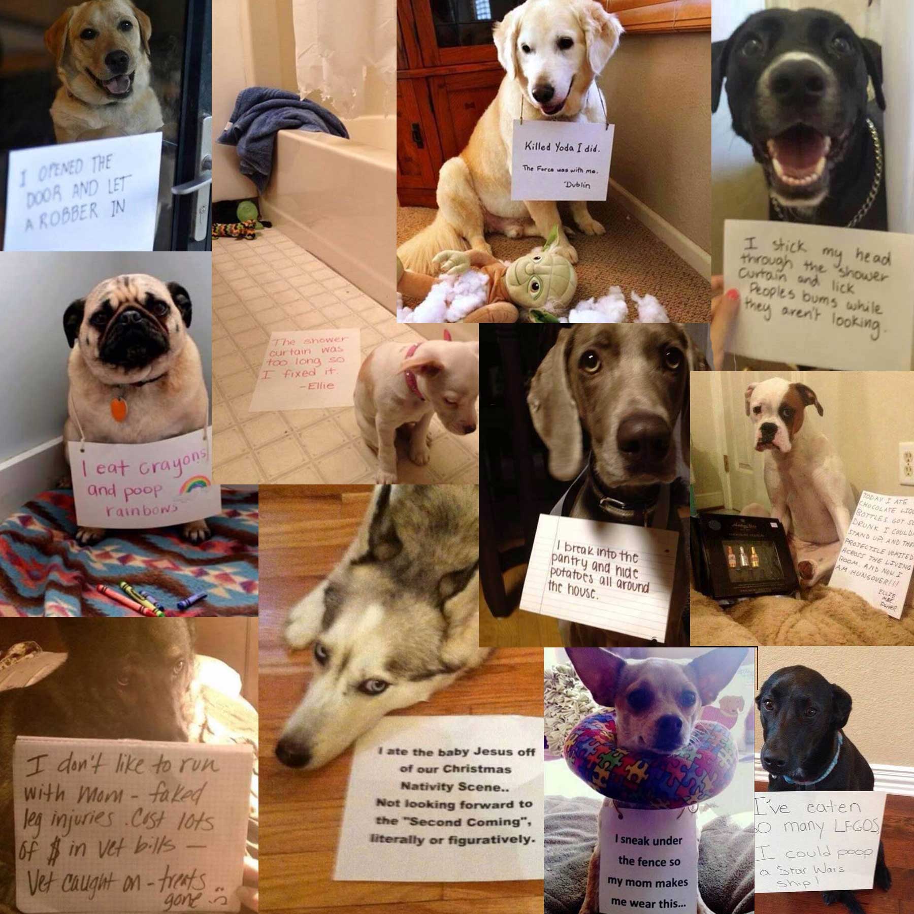 Funny Dogs with Signs admitting the bad things they did