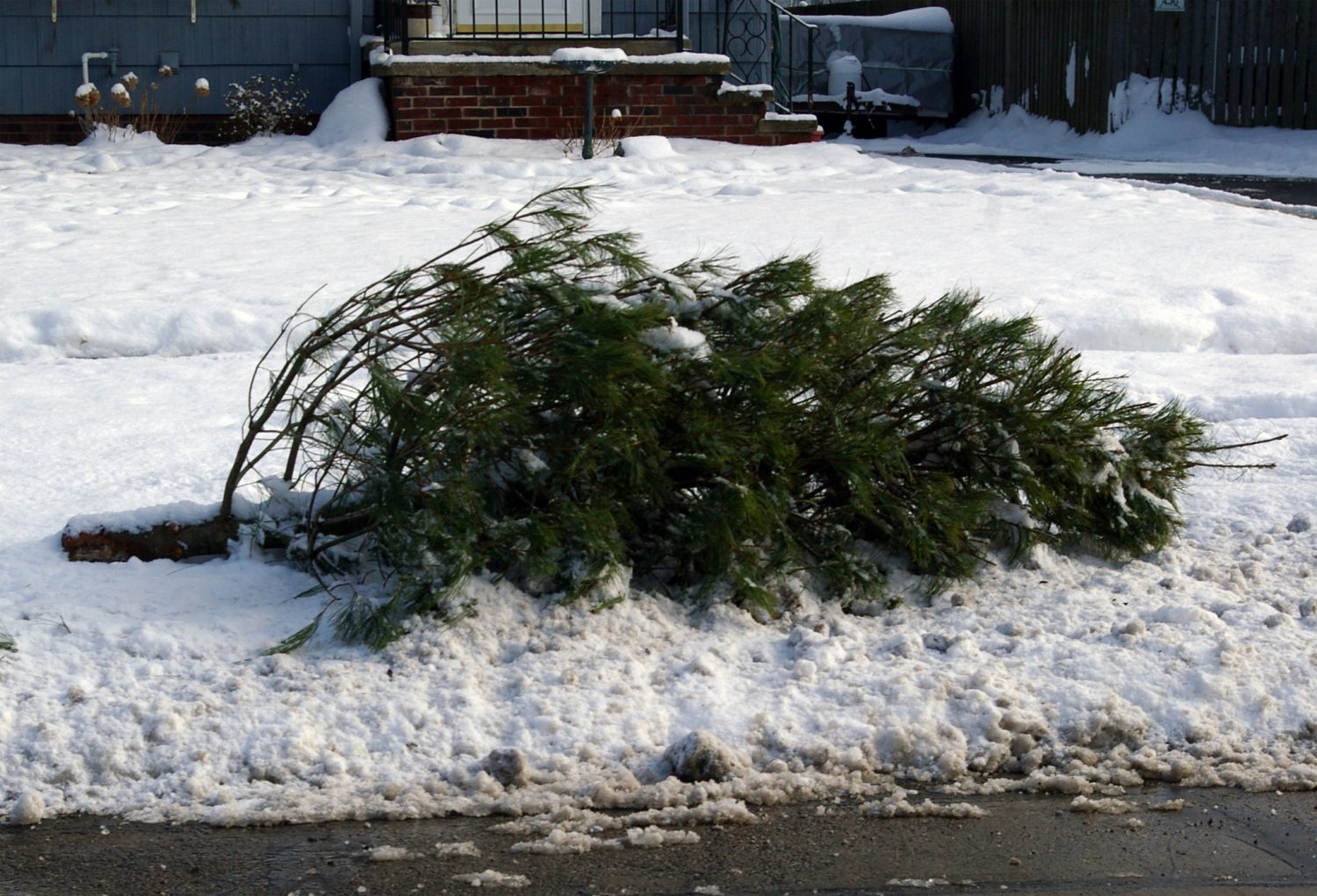 Christmas Tree Curbside Pick Up Begins Today in Myrtle Beach WFXB