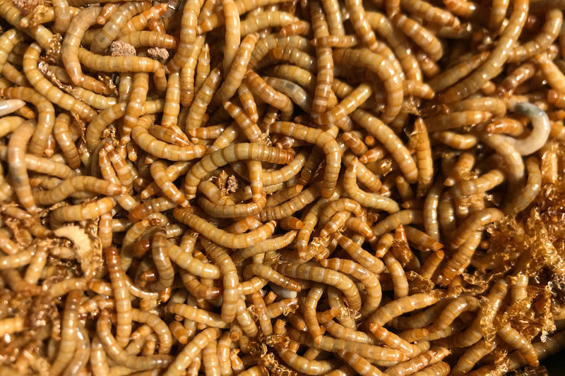 New Research Center Aims To Put More Bugs In Our Food System — And Maybe On Our Plates