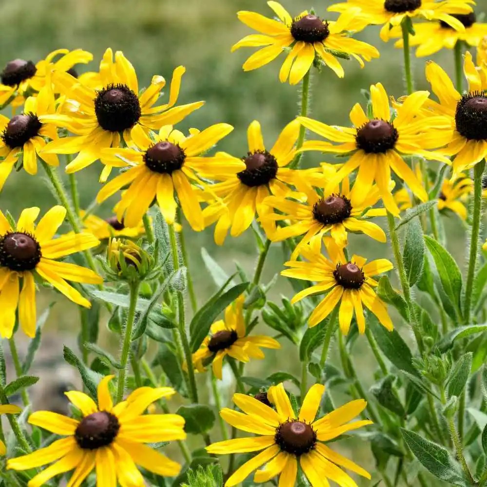 Yellow Coneflower (Echinacea Paradoxa) 1 large tube West Greeley