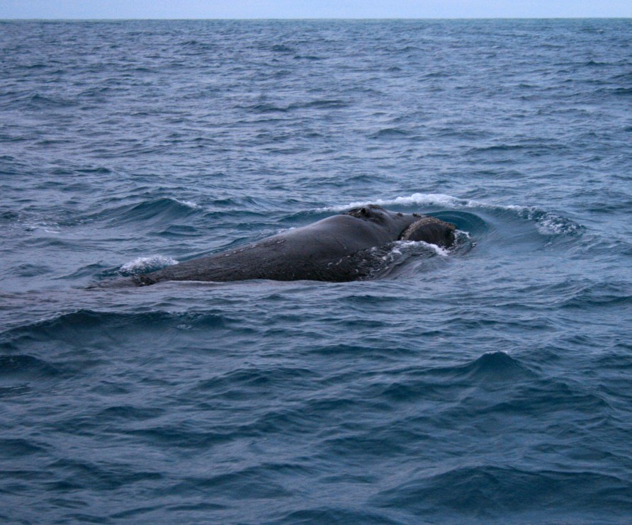 Whales Different Types of Whales