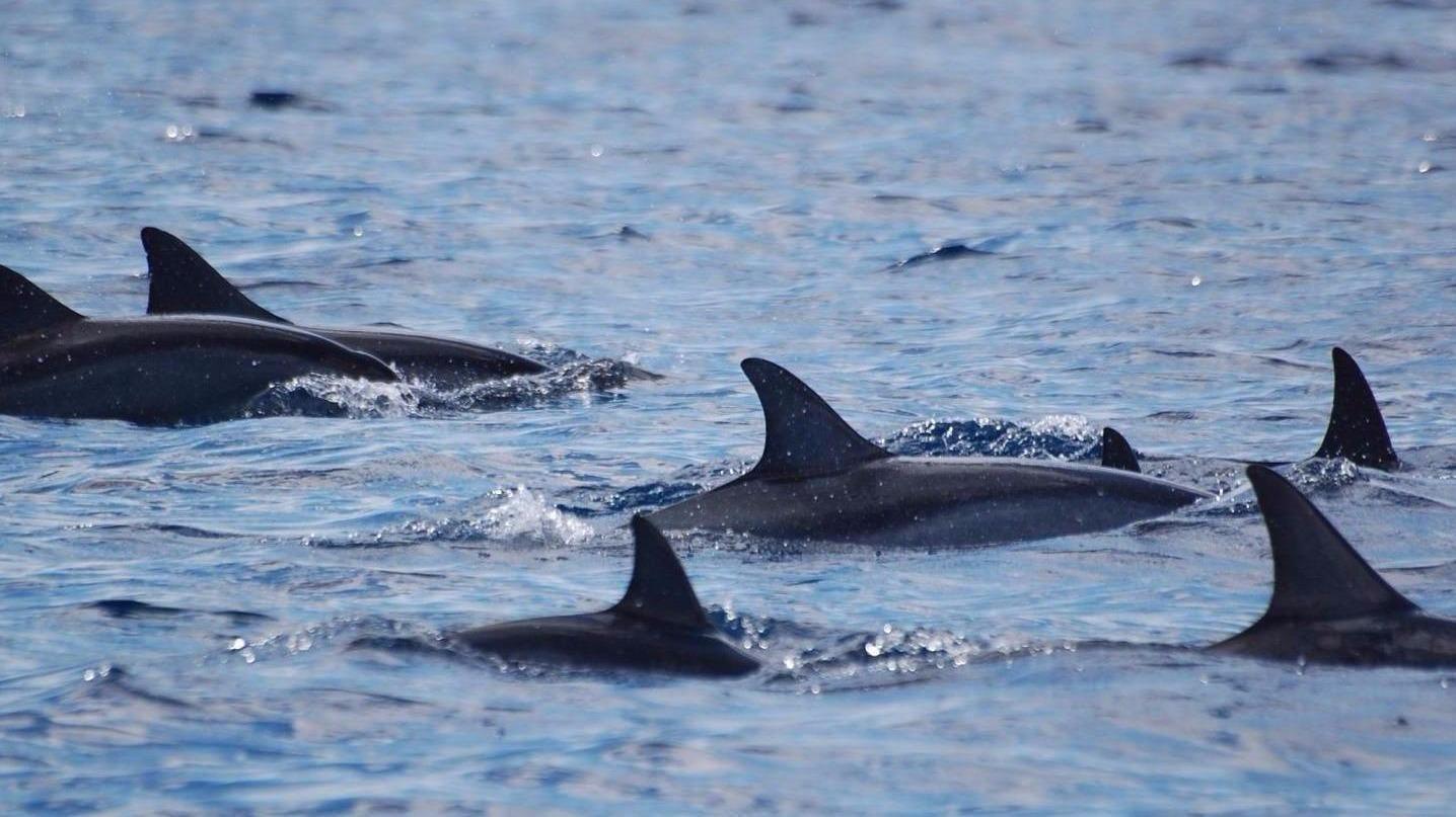 Observation de Baleines IleMaurice
