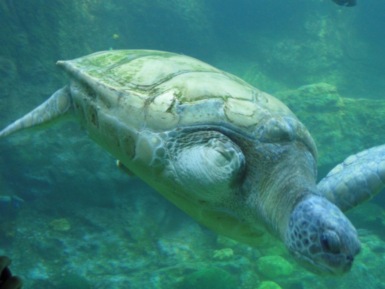 Turtle Trek Attraction, SeaWorld Orlando Wharton Smith, Inc.