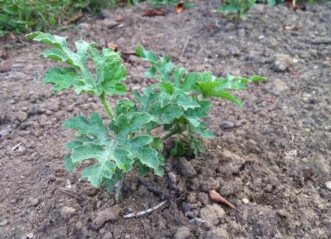 RESOLUTION UPDATE ONE MONTH IN THE GREAT OUTDOORS What About Watermelon?