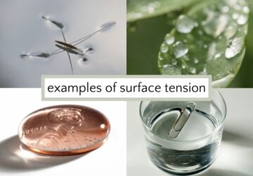 Surface Tension Experiment: Water Drop Races