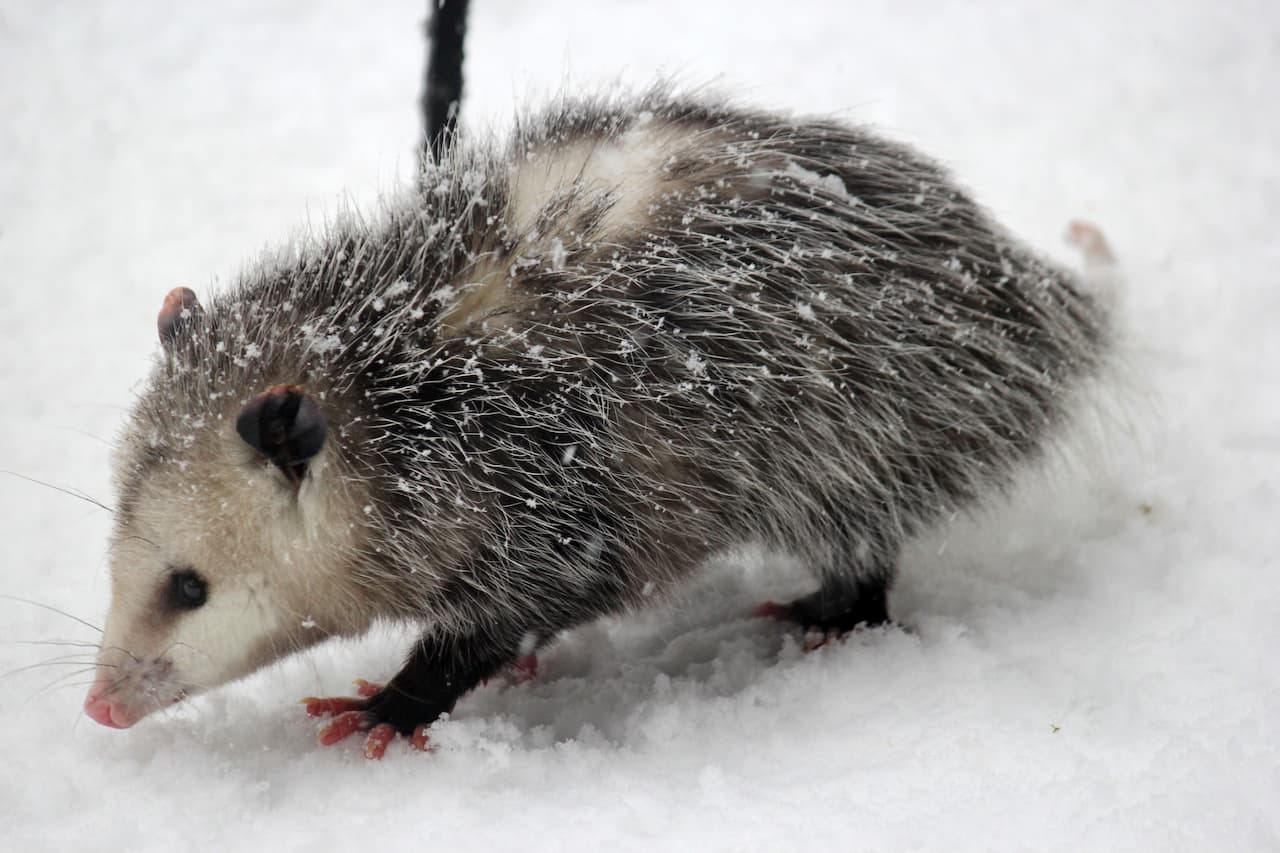 What Eats A Opossum? What Do Opossums Eat? What Eats