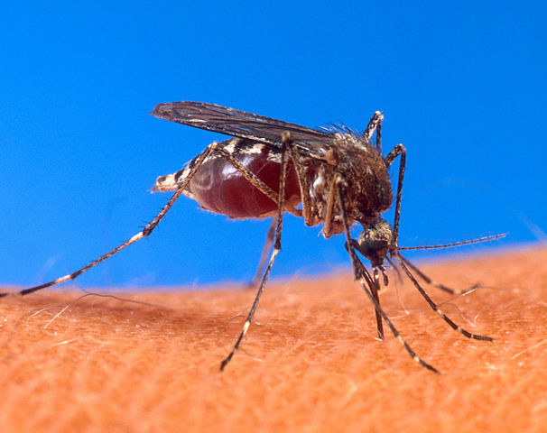 WHAT EATS A MOSQUITO?