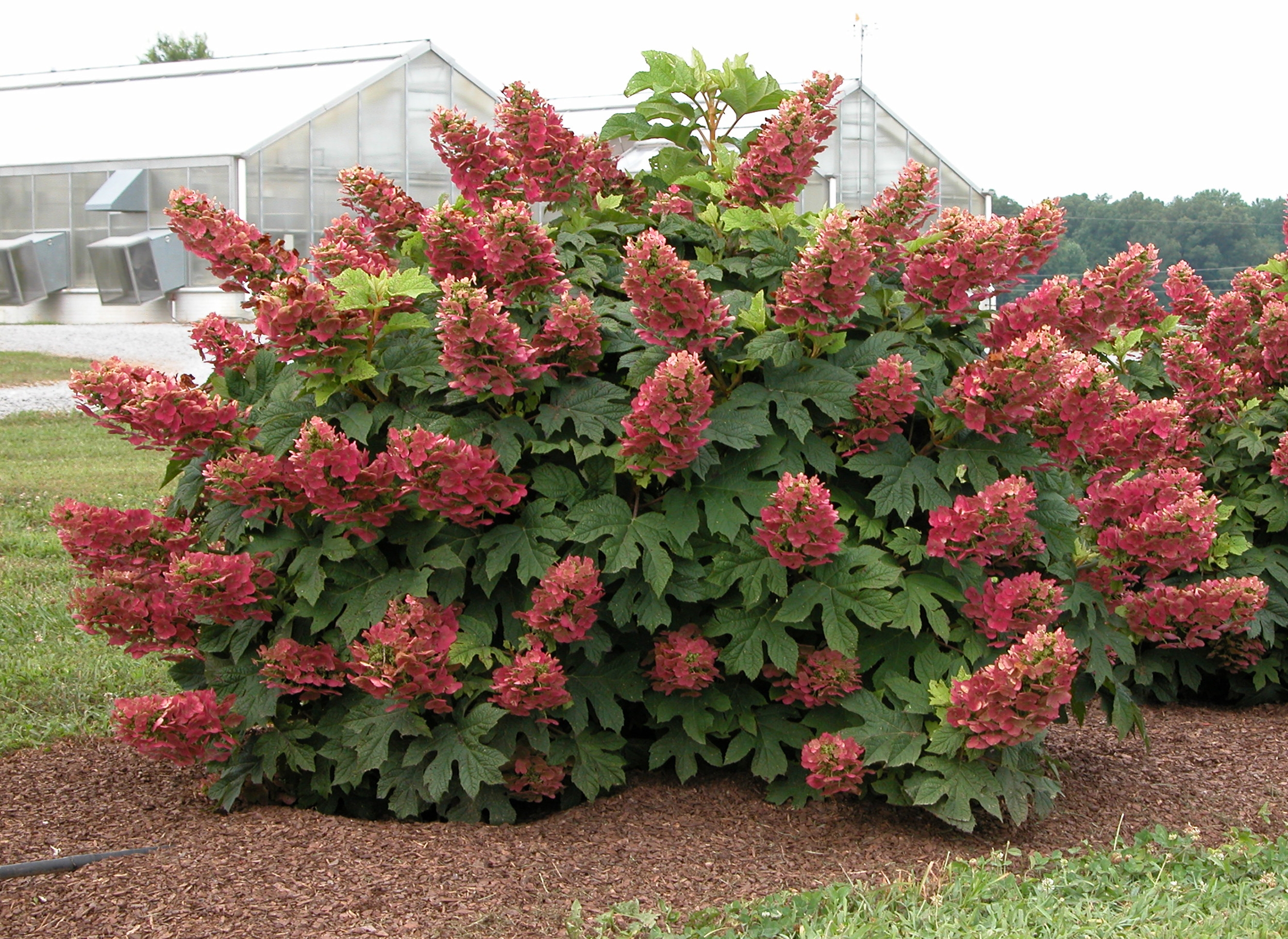 Two Sensational New Oakleaf Hydrangeas What Grows There