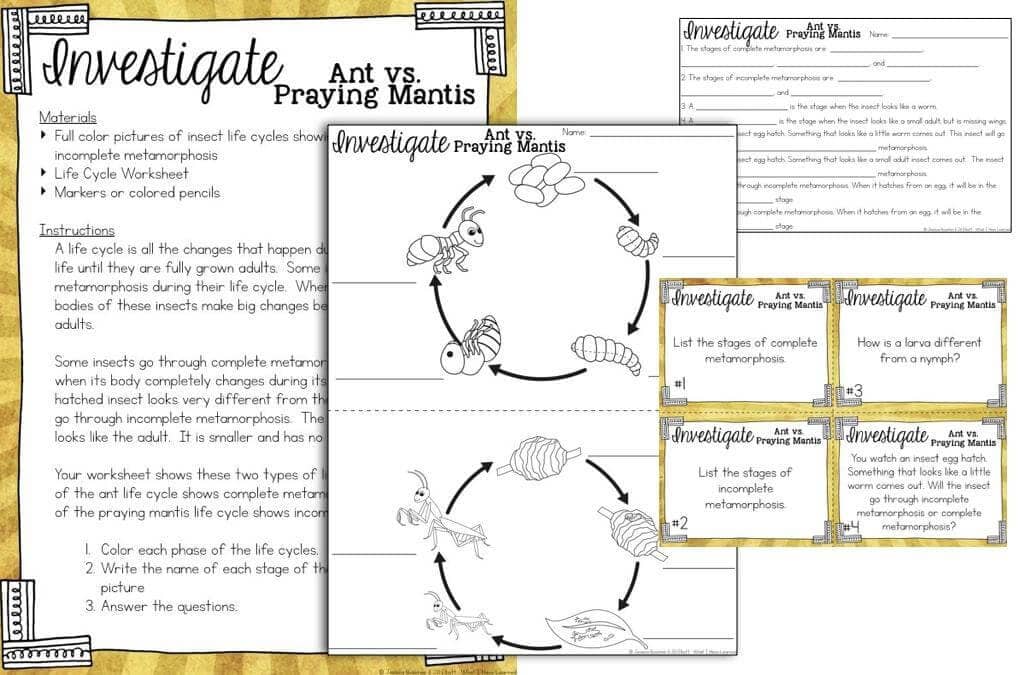 Life Cycles of Plants and Animals Science Stations for