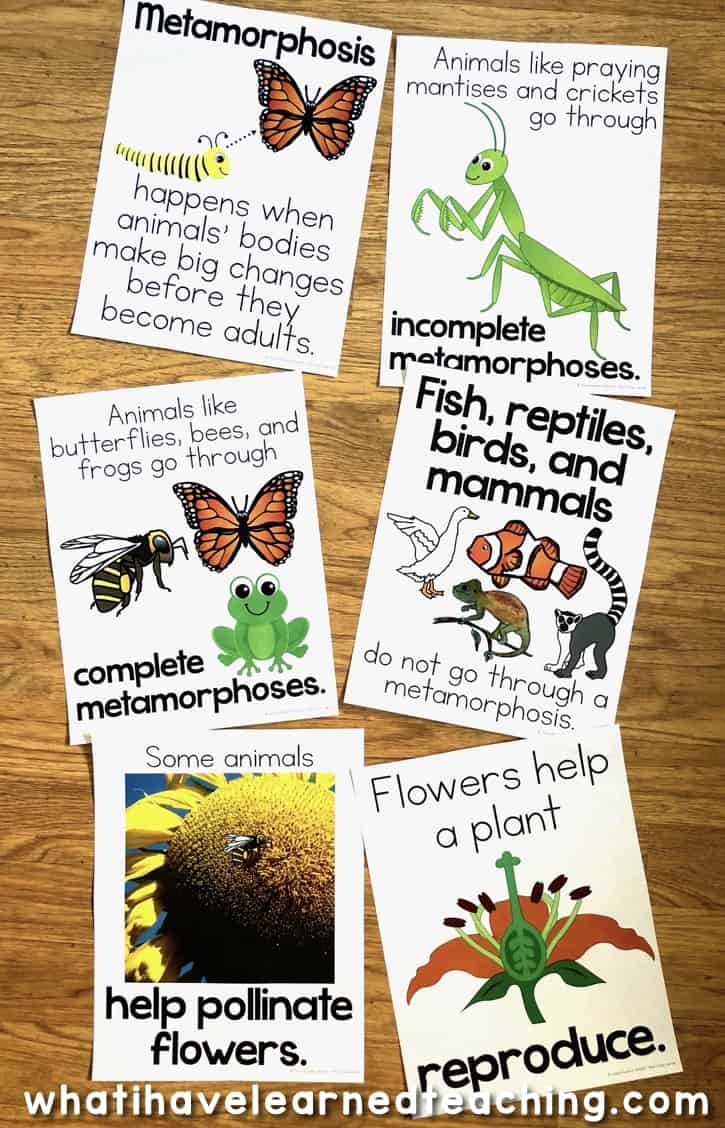 Life Cycle of a Butterfly Worksheets & Activities
