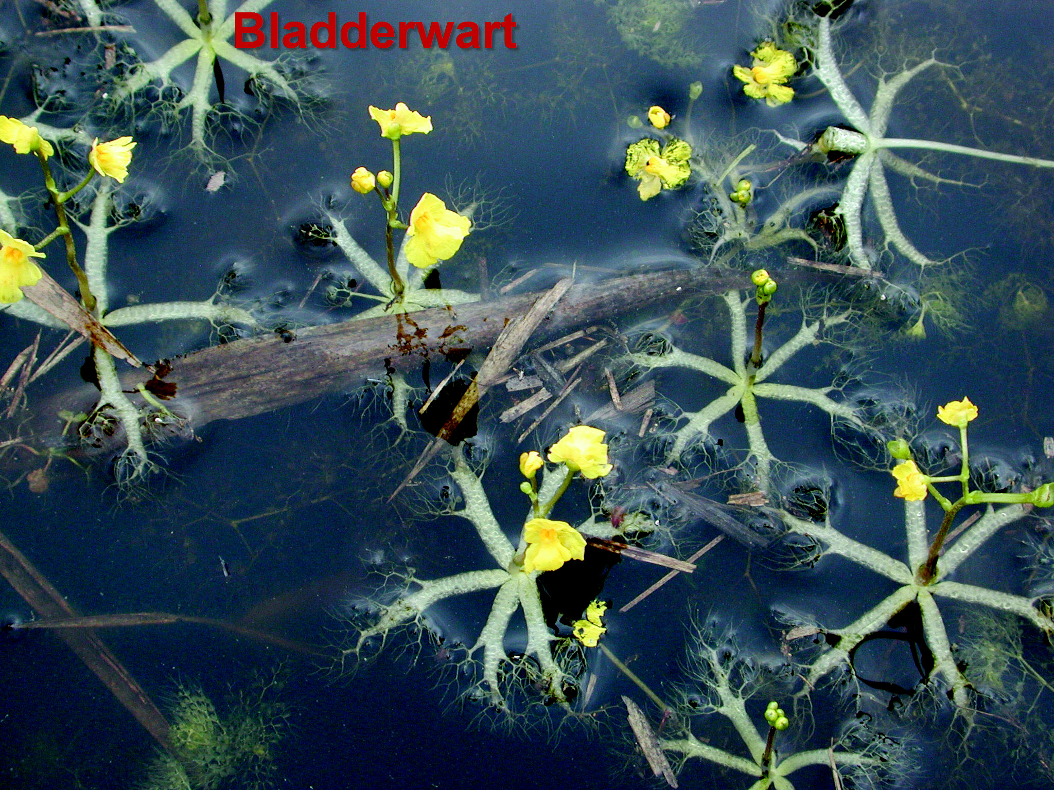 Pond weeds can unsightly, choke out the pond view, stunt fish