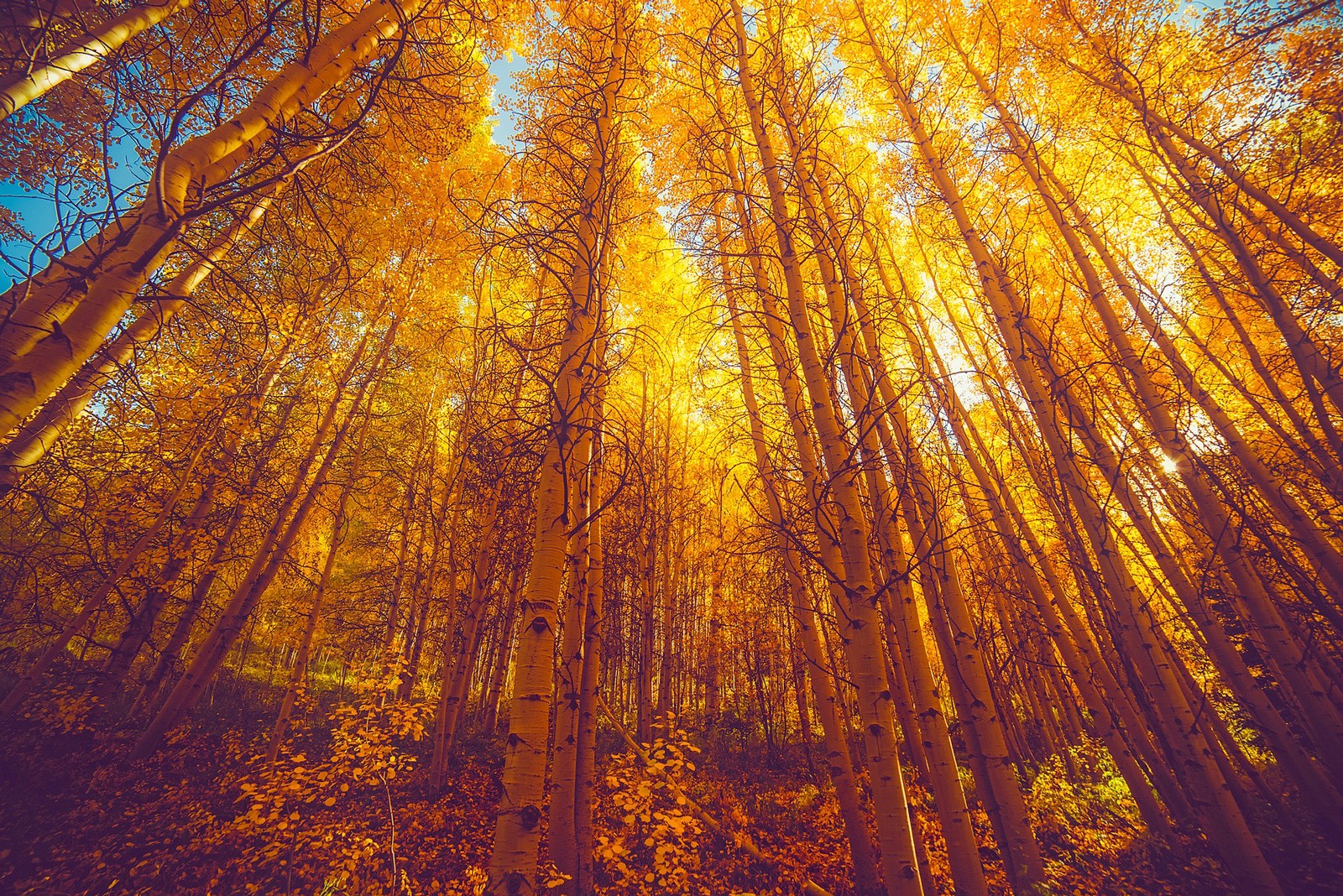 Aspen Meaning