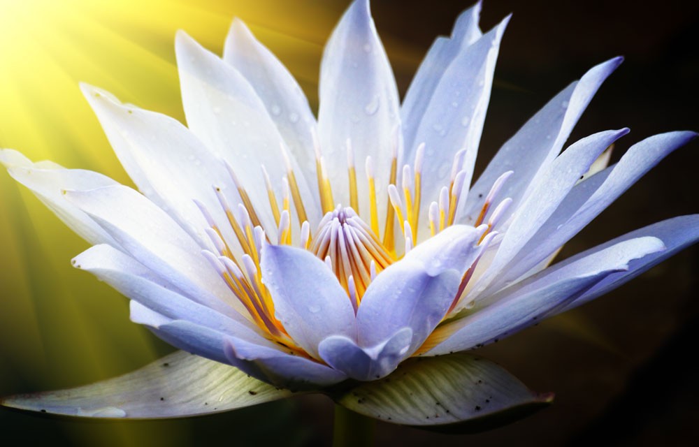Lotus Flower Meanings and Lotus Symbolism on WhatsYourSign