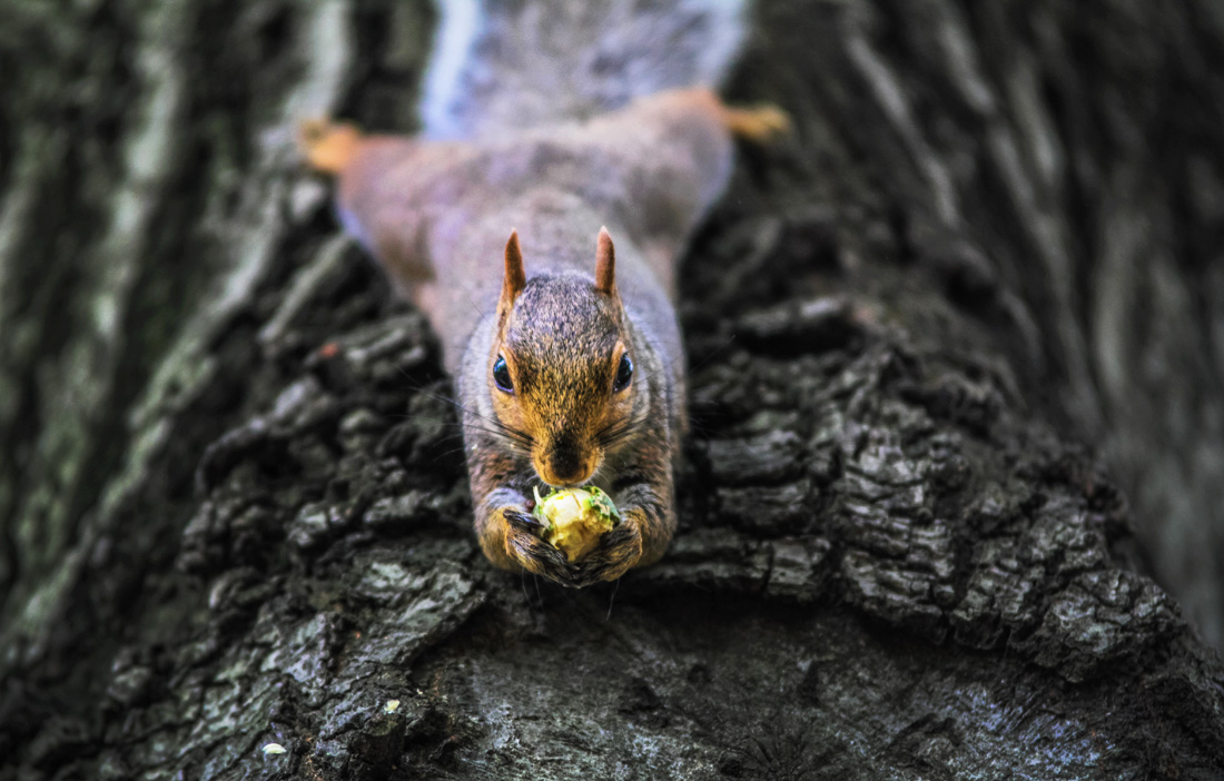 Squirrel Lessons about Perfectionism Squirrely Ideas on how (not) to
