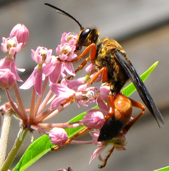 Great Golden Digger Wasp What's That Bug?