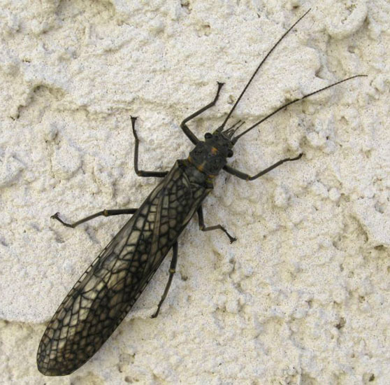 Collection 95+ Pictures Order Of Insects Also Known As Stoneflies Completed