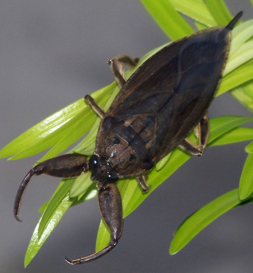 ToeBiter What's That Bug?