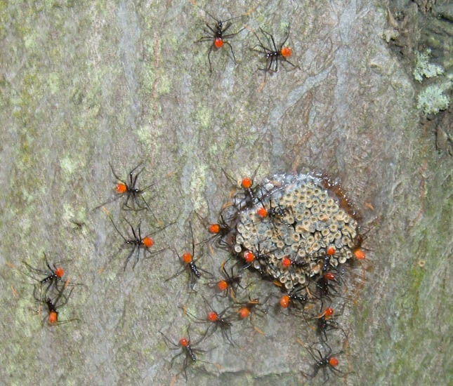 Wheel Bug Hatchlings What's That Bug?