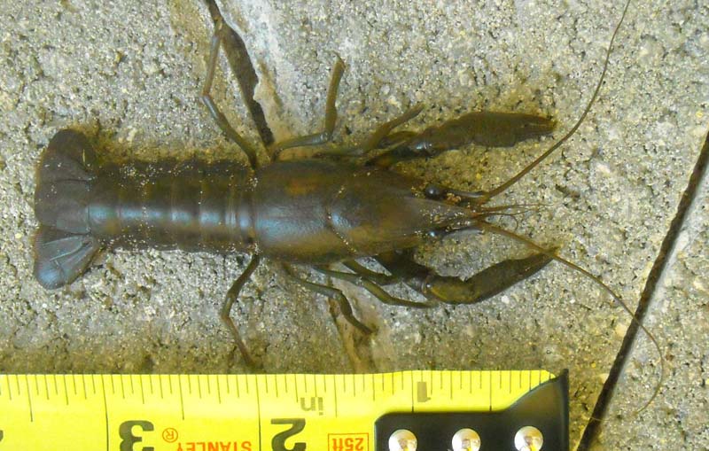 Crayfish, or Crawfish, or Crawdad, or Clawfish What's That Bug?