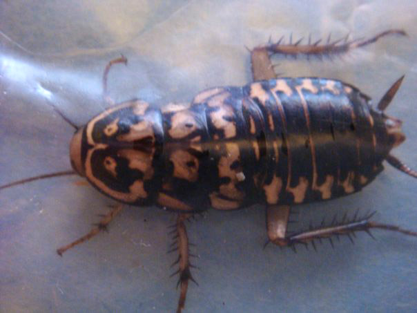 Laser alarm system, tiny blood red mites, roach types hawaii, will