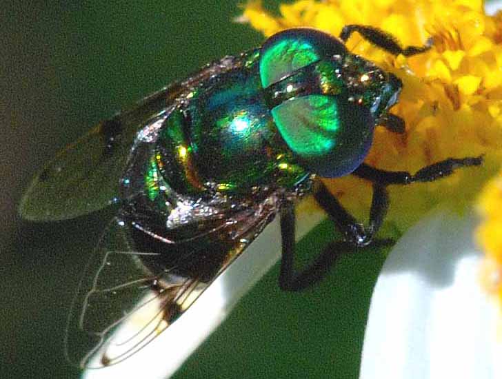 Green Hover Fly from Florida What's That Bug?