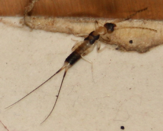 Unknown Earwig from India, not undisclosed location - What's That Bug?