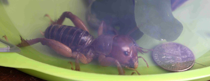 Potato Bug What's That Bug?