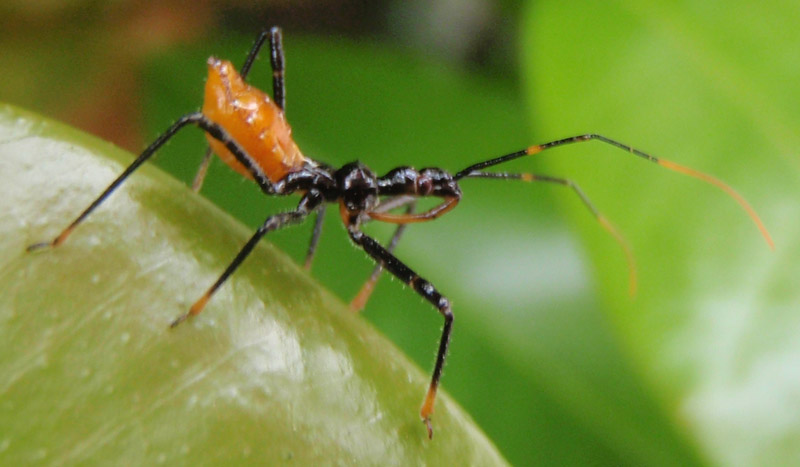 Immature Common Assassin Bug from Australia What's That Bug?