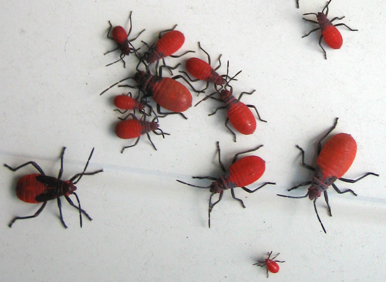 Red small bugs