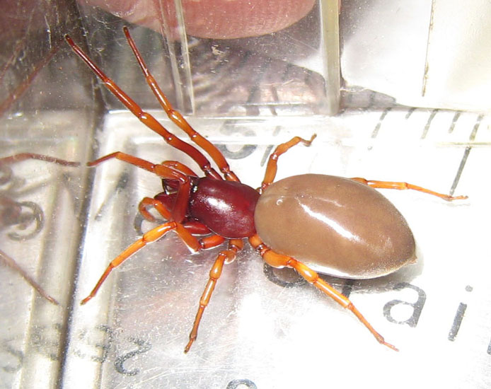 Sow Bug Killers Archives What's That Bug?