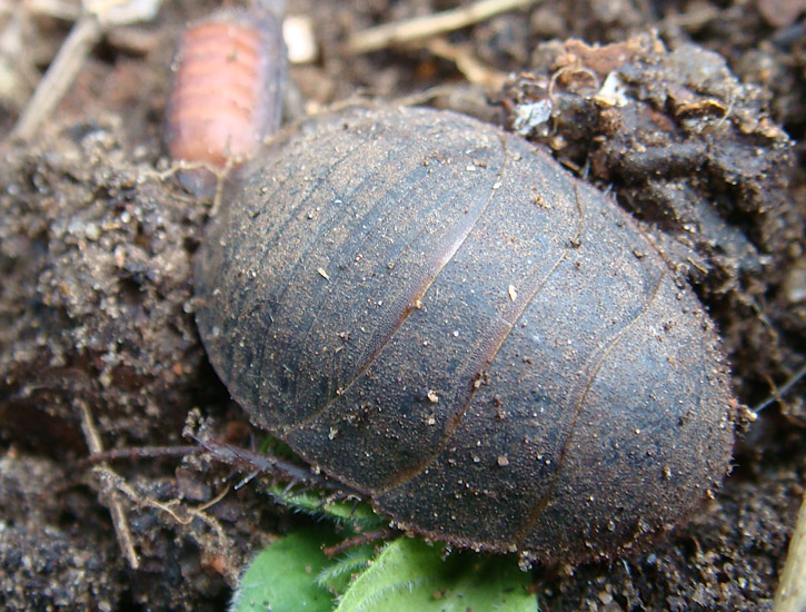 Boll's Sand Roach What's That Bug?