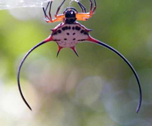 Spiny Crab Orbweaver from Borneo What's That Bug?